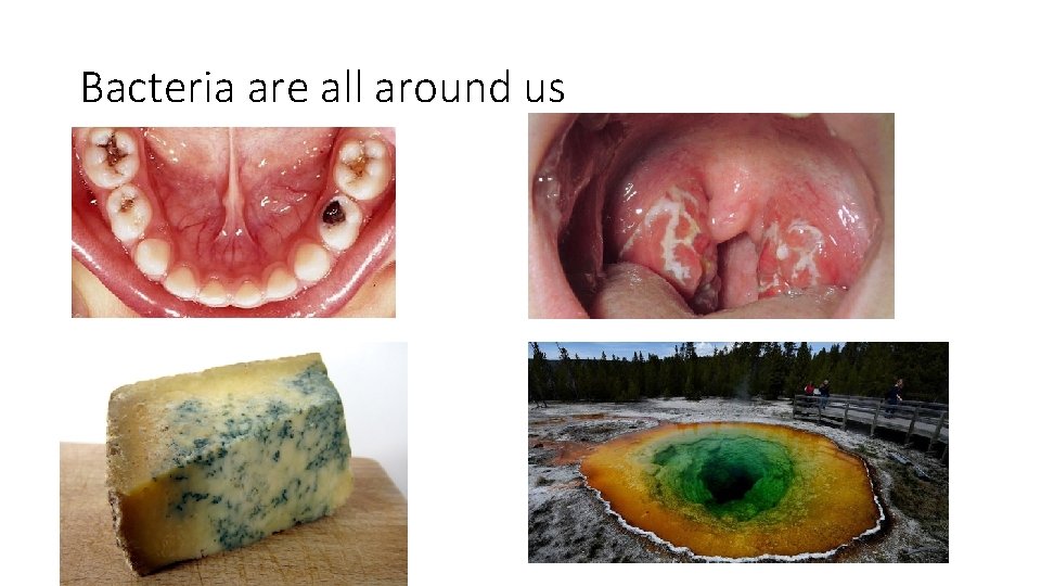 Bacteria are all around us 