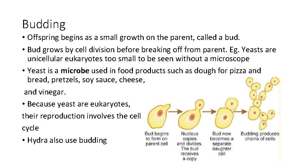 Budding • Offspring begins as a small growth on the parent, called a bud.