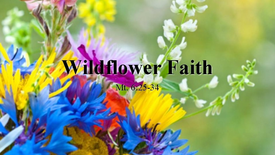 Wildflower Faith Mt. 6: 25 -34 