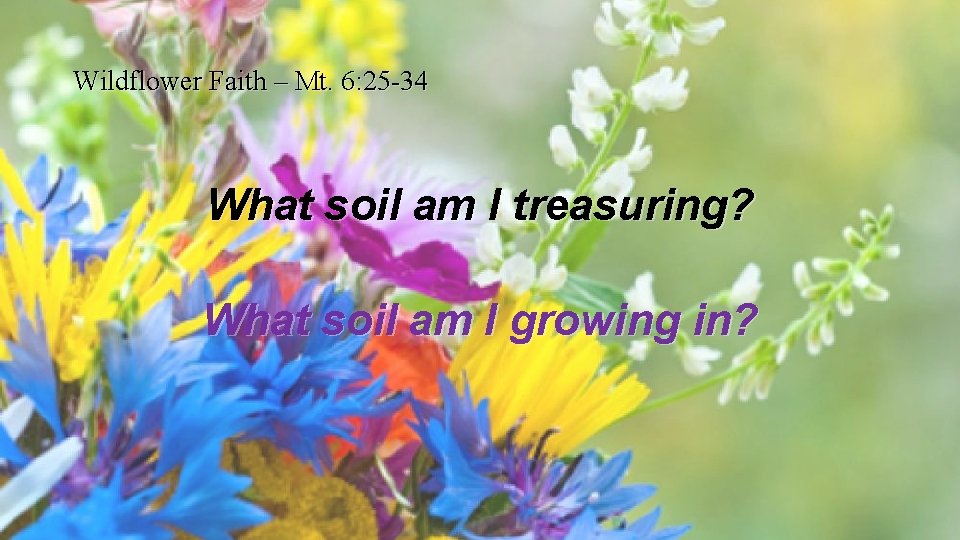 Wildflower Faith – Mt. 6: 25 -34 What soil am I treasuring? What soil