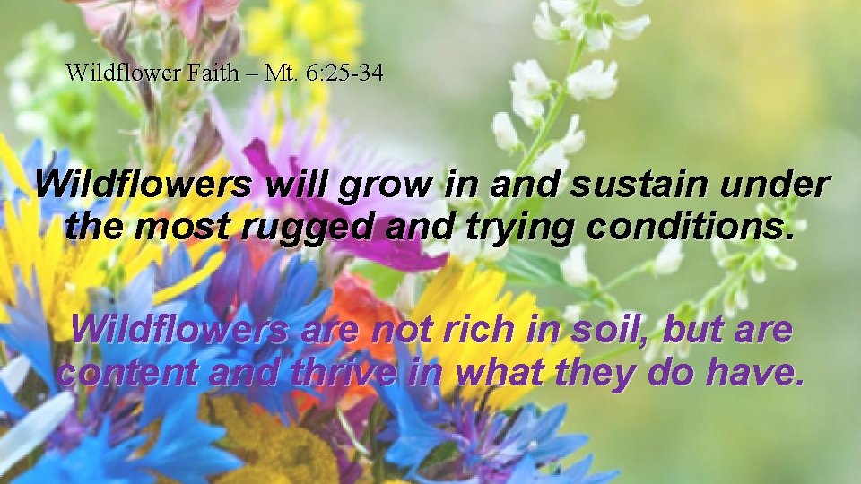 Wildflower Faith – Mt. 6: 25 -34 Wildflowers will grow in and sustain under