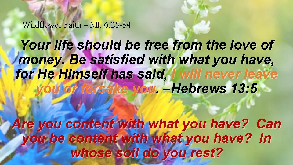 Wildflower Faith – Mt. 6: 25 -34 Your life should be free from the