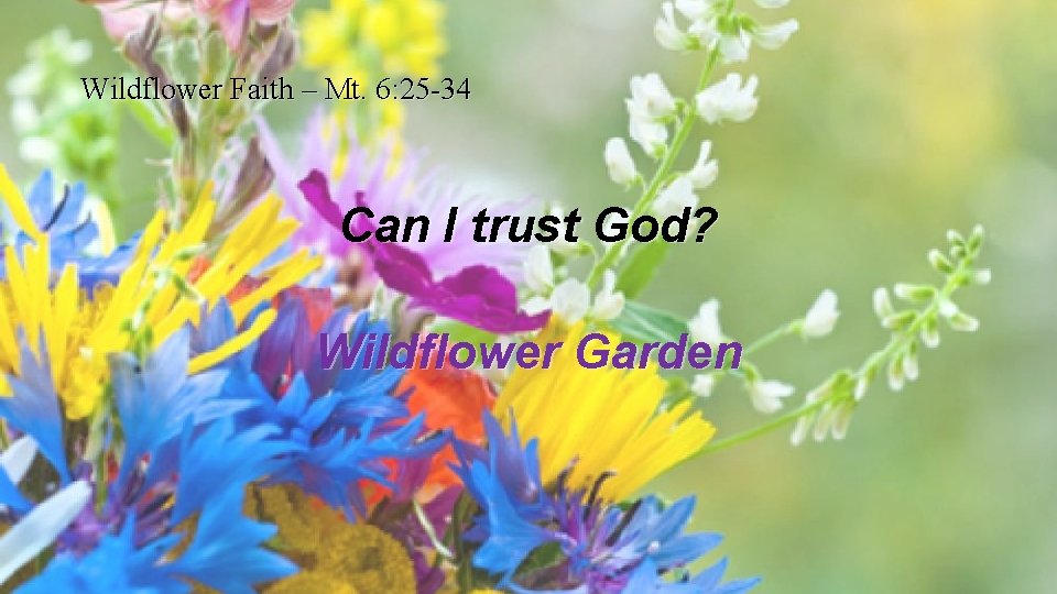 Wildflower Faith – Mt. 6: 25 -34 Can I trust God? Wildflower Garden 