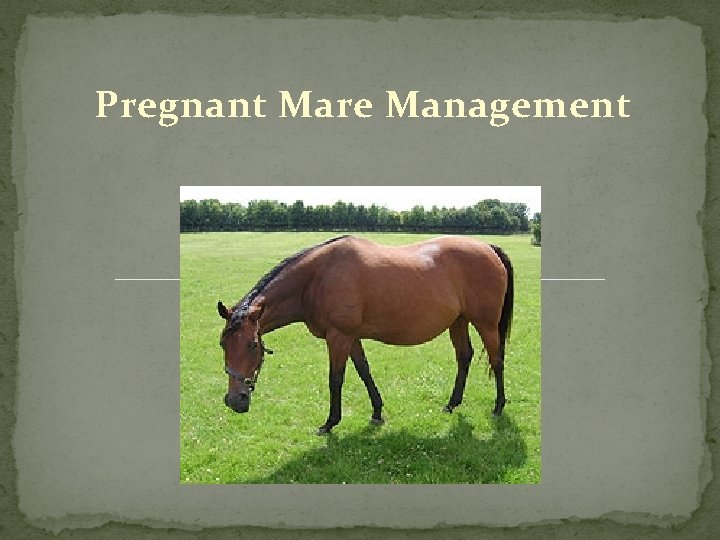 Pregnant Mare Management 