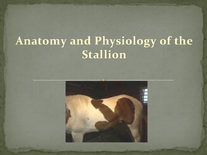 Anatomy and Physiology of the Stallion 