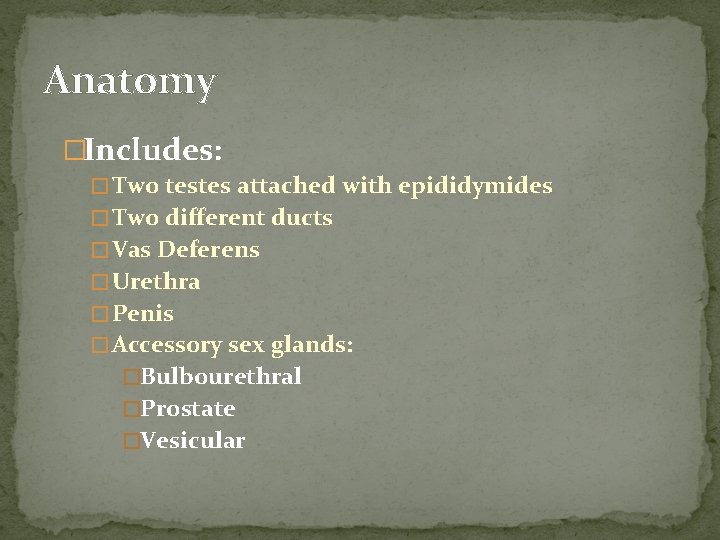 Anatomy �Includes: � Two testes attached with epididymides � Two different ducts � Vas