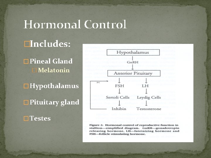 Hormonal Control �Includes: � Pineal Gland � Melatonin � Hypothalamus � Pituitary gland �