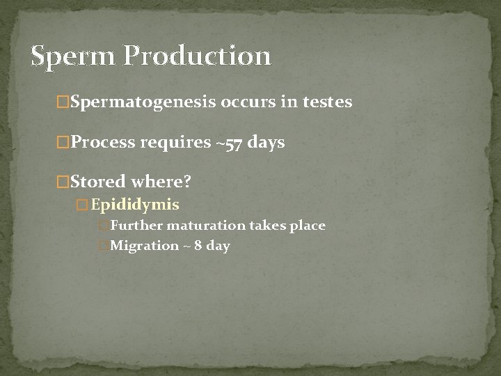 Sperm Production �Spermatogenesis occurs in testes �Process requires ~57 days �Stored where? � Epididymis