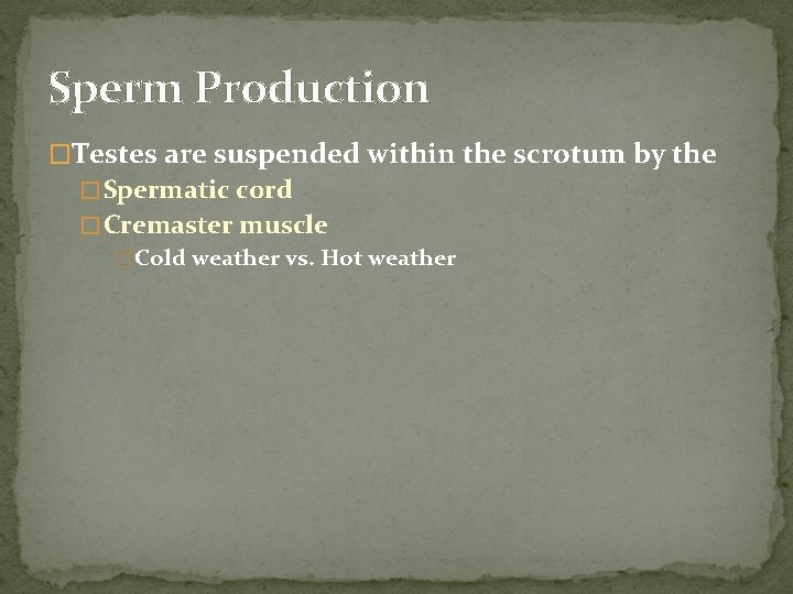 Sperm Production �Testes are suspended within the scrotum by the � Spermatic cord �