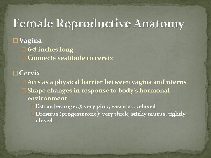 Female Reproductive Anatomy � Vagina � 6 -8 inches long � Connects vestibule to