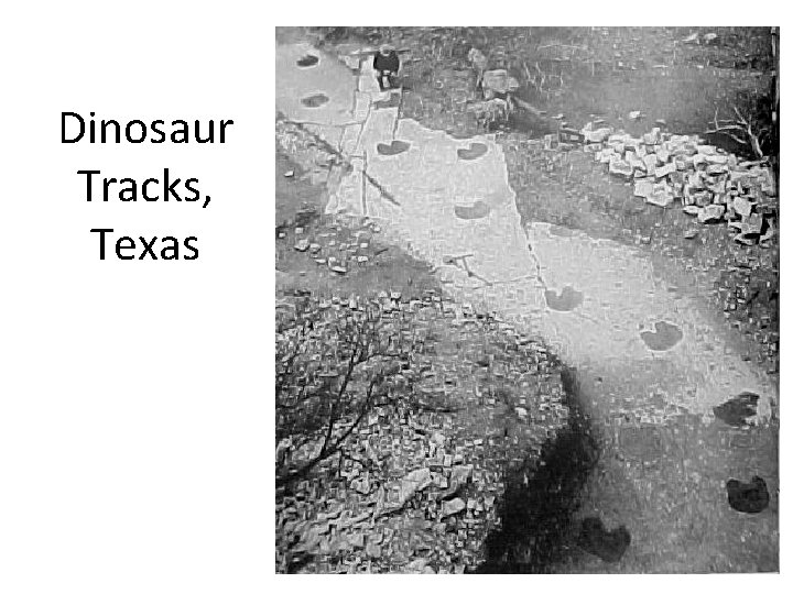 Dinosaur Tracks, Texas 