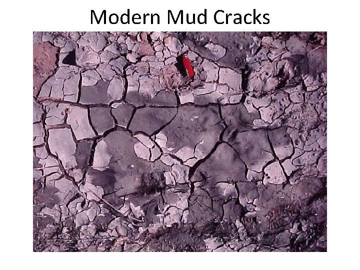 Modern Mud Cracks 