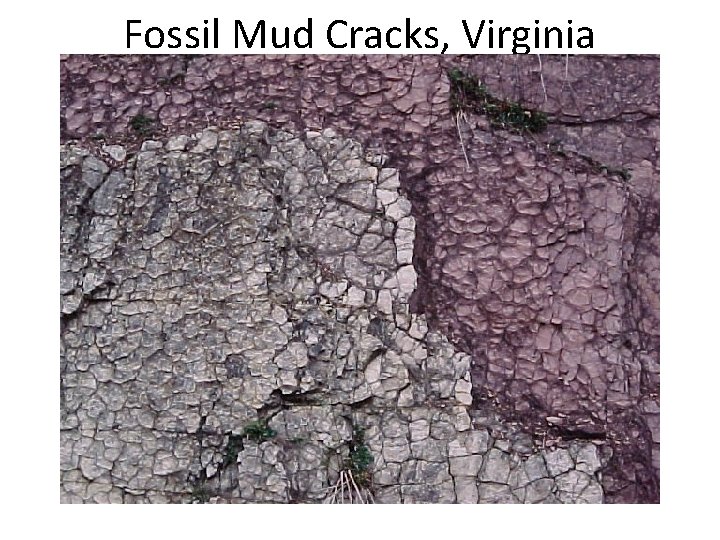 Fossil Mud Cracks, Virginia 