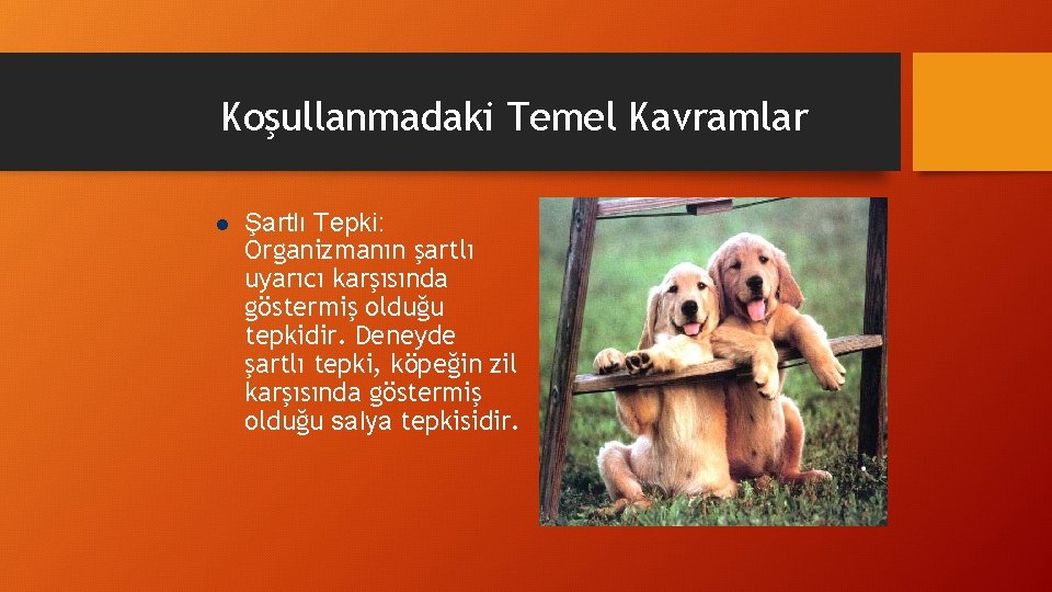 Koşullanmadaki Temel Kavramlar l Şartlı Tepki: Organizmanın şartlı uyarıcı karşısında göstermiş olduğu tepkidir. Deneyde Koşullanmadaki Temel Kavramlar l Şartlı Tepki: Organizmanın şartlı uyarıcı karşısında göstermiş olduğu tepkidir. Deneyde