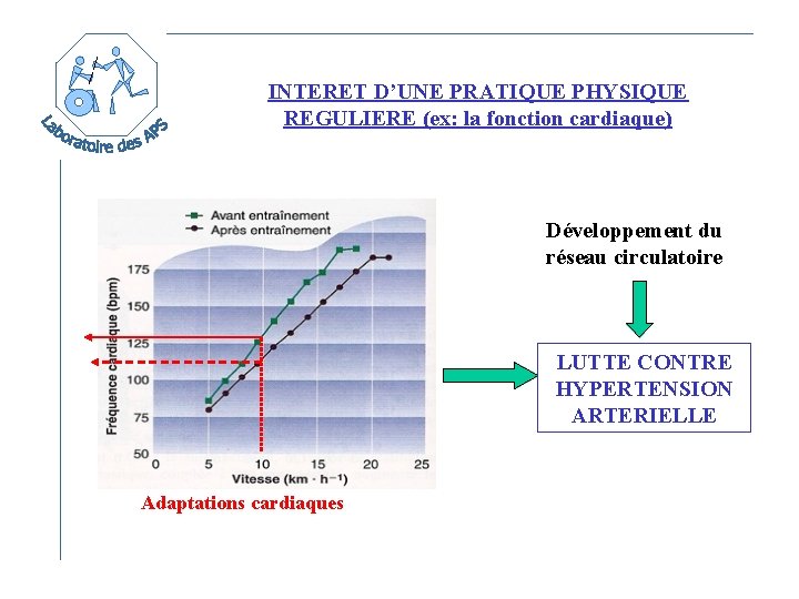 INTERET D’UNE PRATIQUE PHYSIQUE REGULIERE (ex: la fonction cardiaque) Développement du réseau circulatoire LUTTE