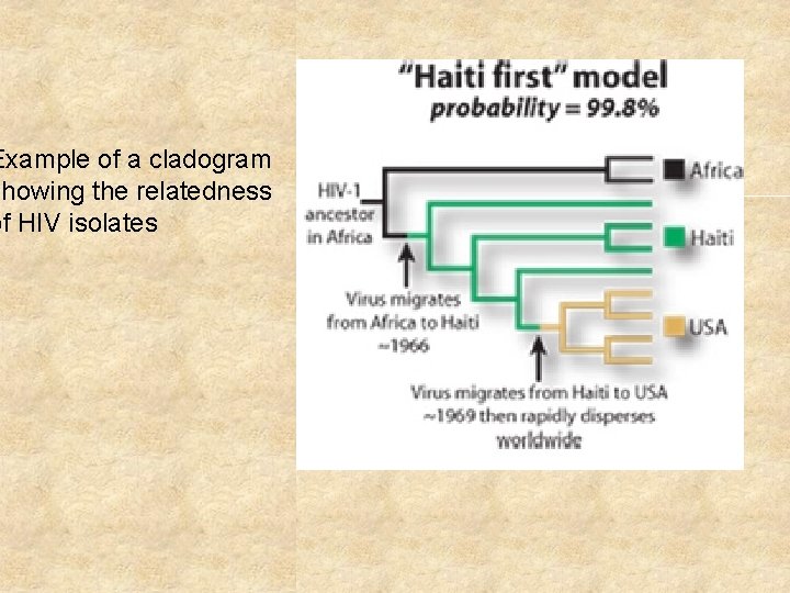 Example of a cladogram showing the relatedness of HIV isolates 