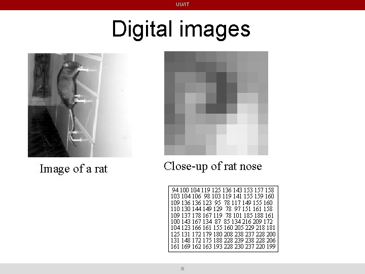UU/IT Digital images Image of a rat Close-up of rat nose 94 100 104 UU/IT Digital images Image of a rat Close-up of rat nose 94 100 104