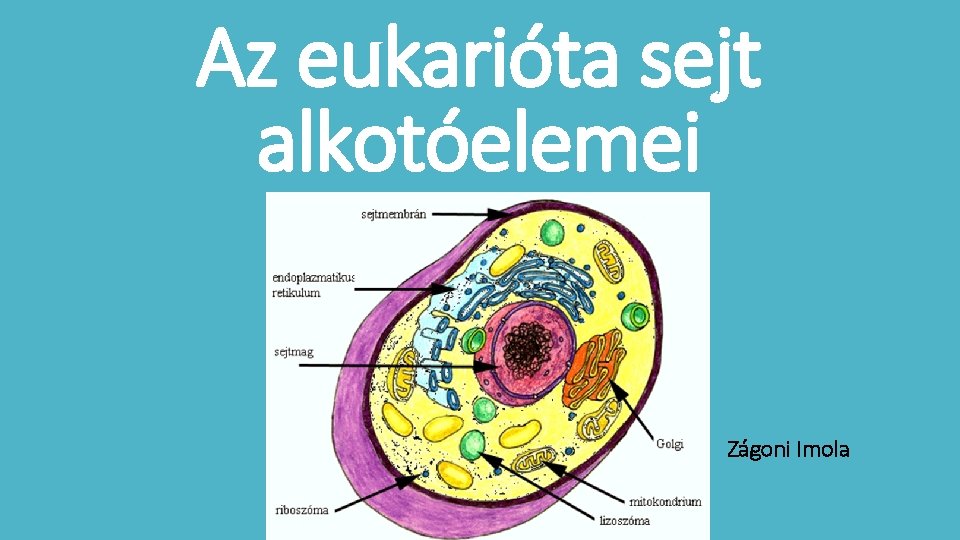 Az eukarióta sejt alkotóelemei Zágoni Imola 