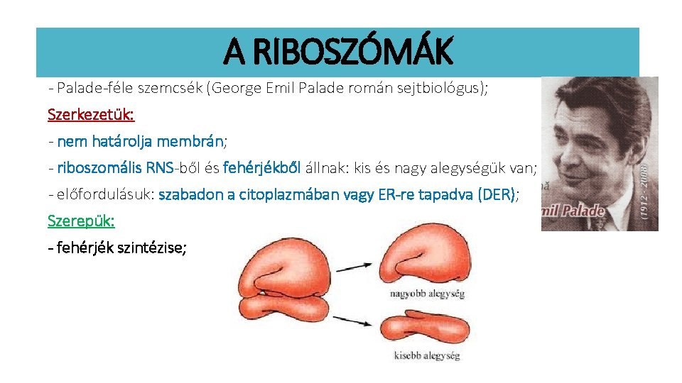 A RIBOSZÓMÁK - Palade-féle szemcsék (George Emil Palade román sejtbiológus); Szerkezetük: - nem határolja