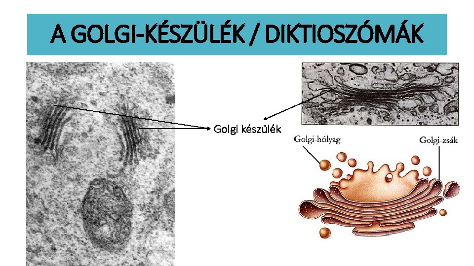 A GOLGI-KÉSZÜLÉK / DIKTIOSZÓMÁK Golgi készülék 