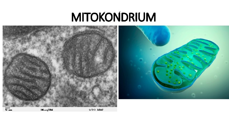 MITOKONDRIUM 