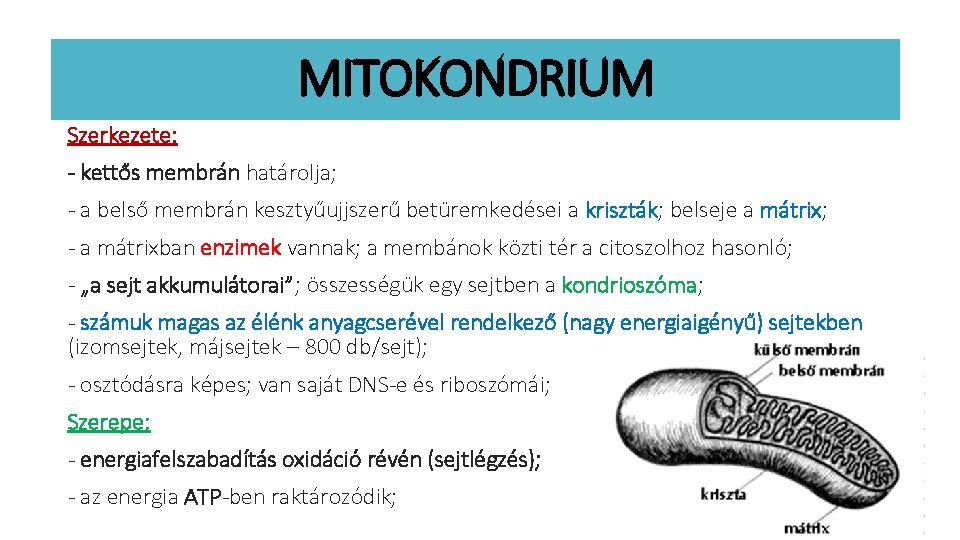 MITOKONDRIUM Szerkezete: - kettős membrán határolja; - a belső membrán kesztyűujjszerű betüremkedései a kriszták;