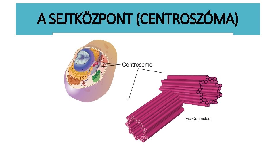 A SEJTKÖZPONT (CENTROSZÓMA) 