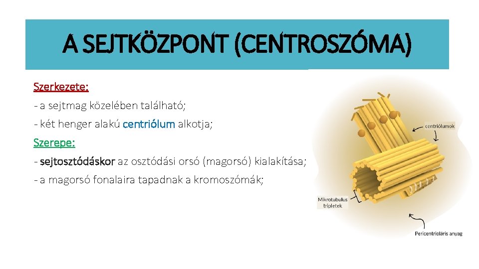 A SEJTKÖZPONT (CENTROSZÓMA) Szerkezete: - a sejtmag közelében található; - két henger alakú centriólum