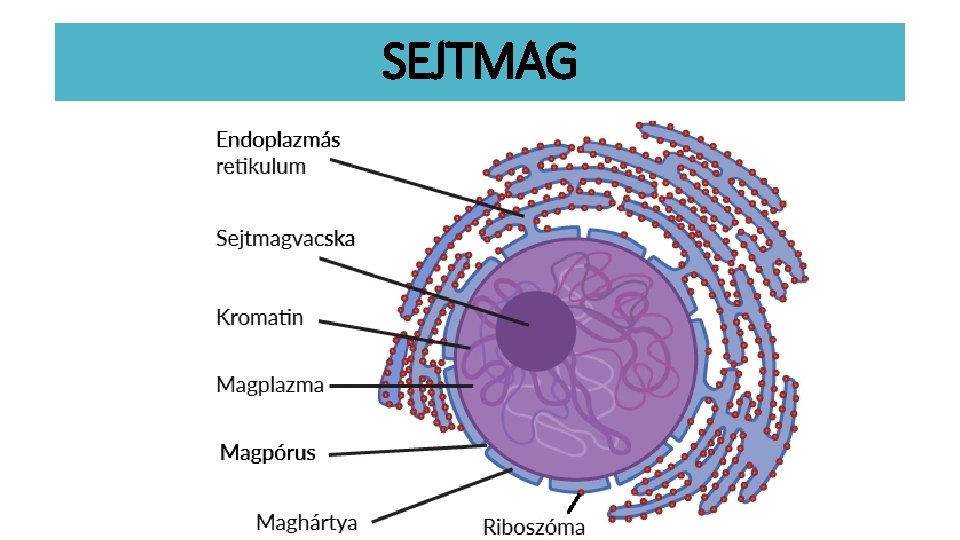 SEJTMAG 