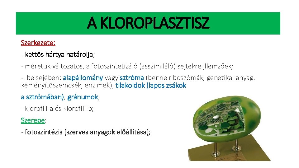 A KLOROPLASZTISZ Szerkezete: - kettős hártya határolja; - méretük változatos, a fotoszintetizáló (asszimiláló) sejtekre