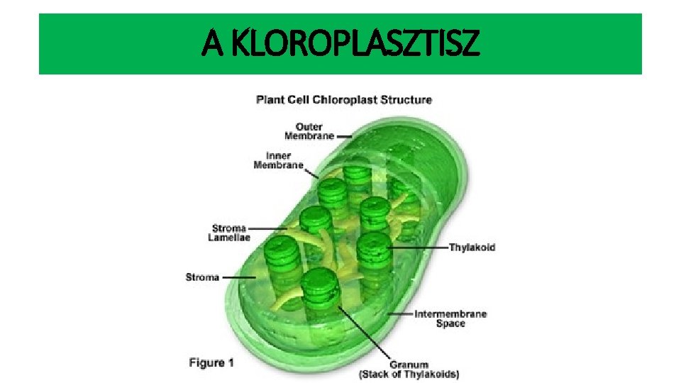 A KLOROPLASZTISZ 