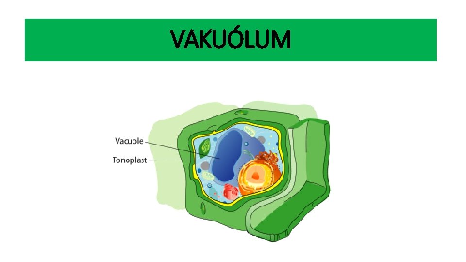 VAKUÓLUM 