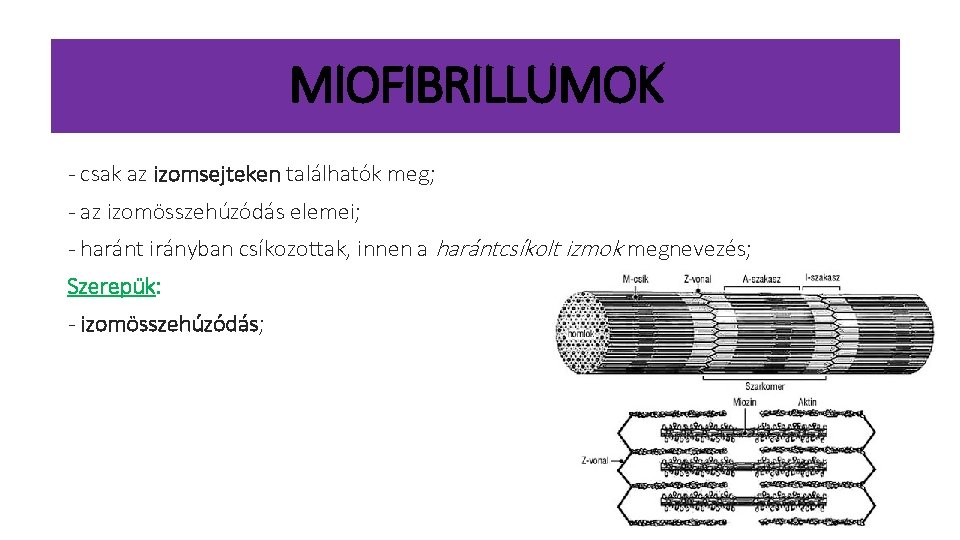 MIOFIBRILLUMOK - csak az izomsejteken találhatók meg; - az izomösszehúzódás elemei; - haránt irányban