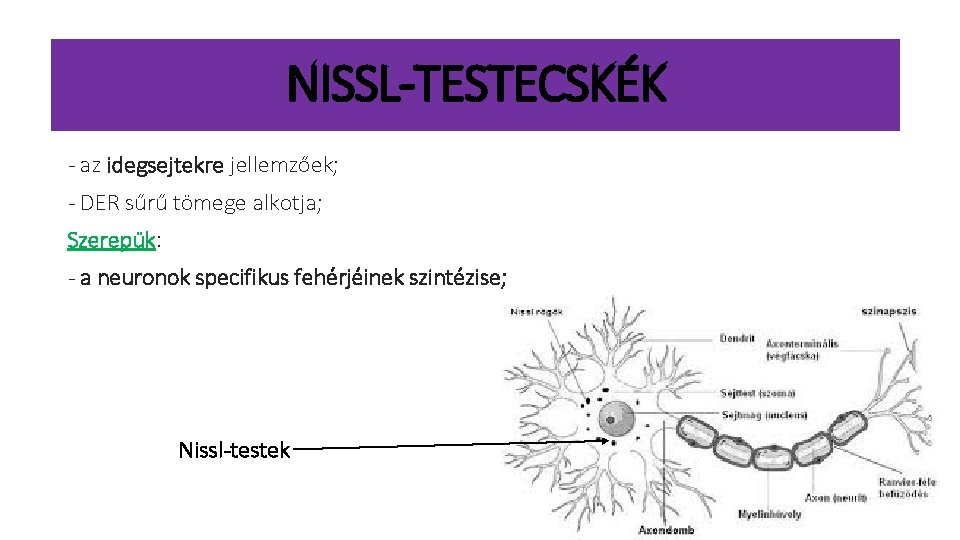 NISSL-TESTECSKÉK - az idegsejtekre jellemzőek; - DER sűrű tömege alkotja; Szerepük: - a neuronok