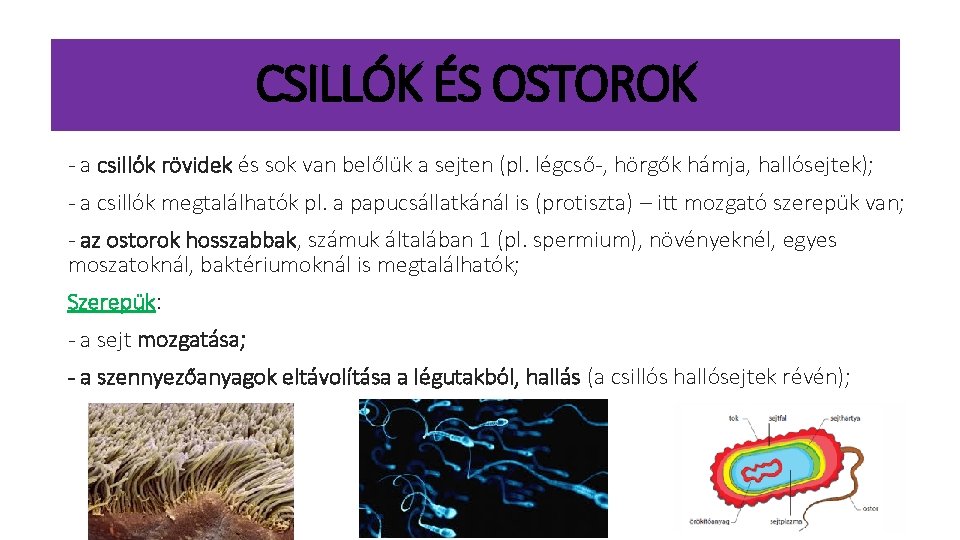 CSILLÓK ÉS OSTOROK - a csillók rövidek és sok van belőlük a sejten (pl.