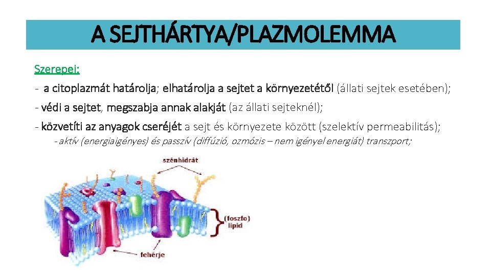 A SEJTHÁRTYA/PLAZMOLEMMA Szerepei: - a citoplazmát határolja; elhatárolja a sejtet a környezetétől (állati sejtek