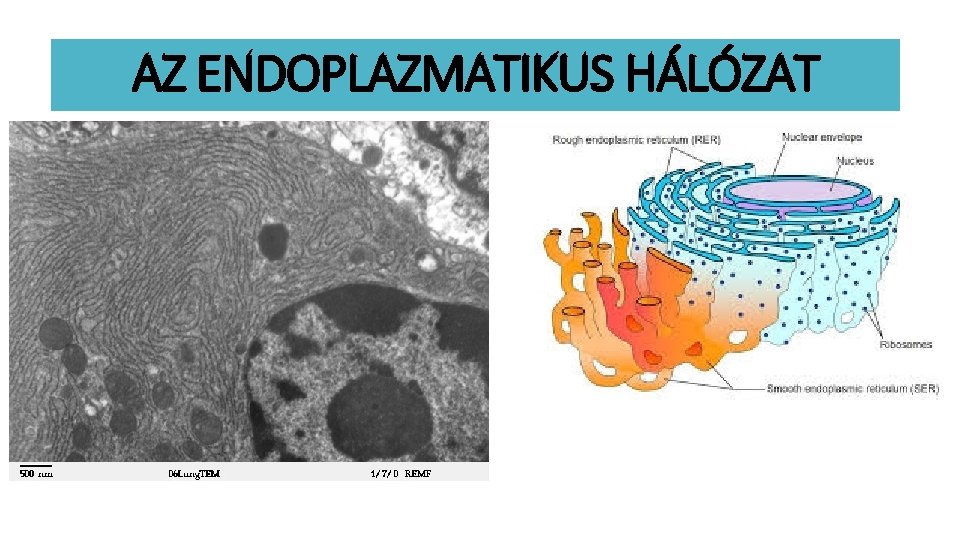 AZ ENDOPLAZMATIKUS HÁLÓZAT 