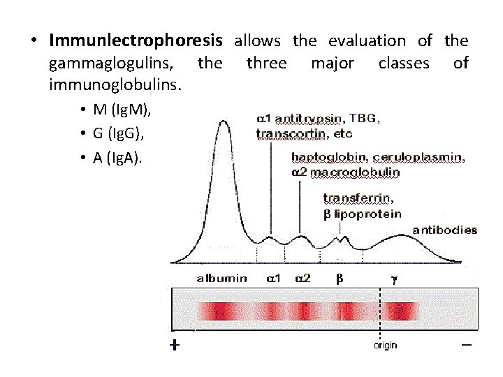  • Immunlectrophoresis allows the evaluation of the gammaglogulins, the immunoglobulins. • M (Ig.
