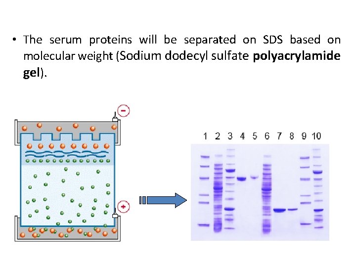  • The serum proteins will be separated on SDS based on molecular weight