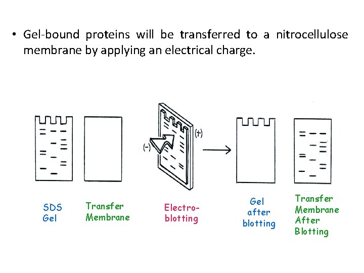  • Gel-bound proteins will be transferred to a nitrocellulose membrane by applying an