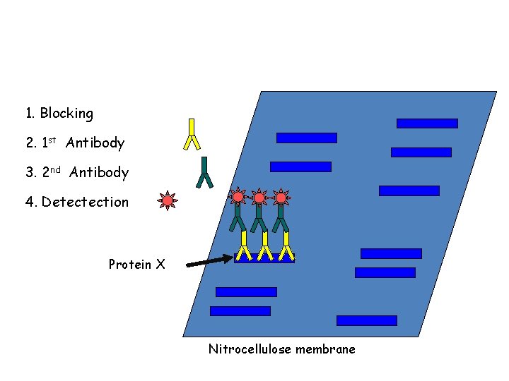 1. Blocking 2. 1 st Antibody 3. 2 nd Antibody 4. Detectection Protein X