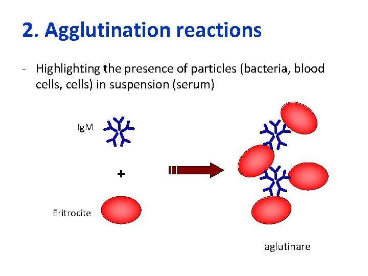 2. Agglutination reactions - Highlighting the presence of particles (bacteria, blood cells, cells) in