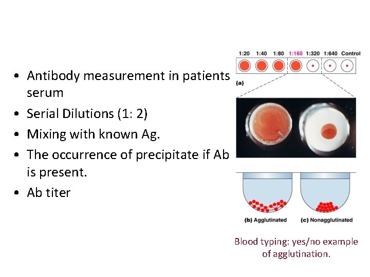  • Antibody measurement in patients serum • Serial Dilutions (1: 2) • Mixing