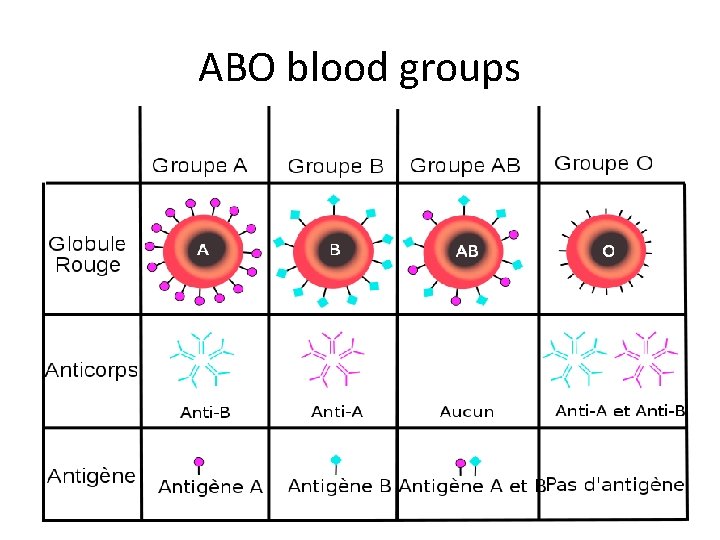 ABO blood groups 