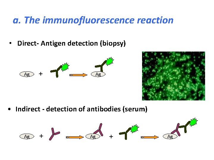 a. The immunofluorescence reaction • Direct- Antigen detection (biopsy) Ag + Ag • Indirect