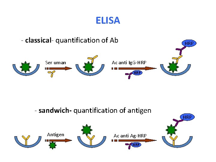 ELISA - classical- quantification of Ab Ser uman HRP Ac anti Ig. G-HRP -