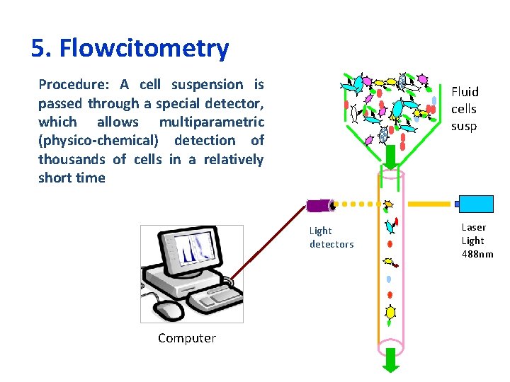 5. Flowcitometry Procedure: A cell suspension is passed through a special detector, which allows