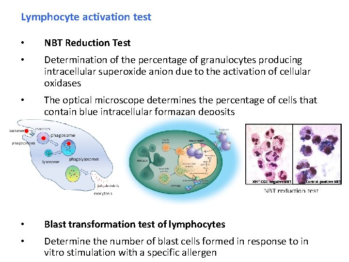 Lymphocyte activation test • NBT Reduction Test • Determination of the percentage of granulocytes