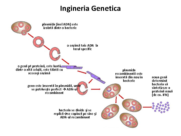 Ingineria Genetica plasmida (inel ADN) este izolată dintr-o bacterie o enzimă taie ADN la