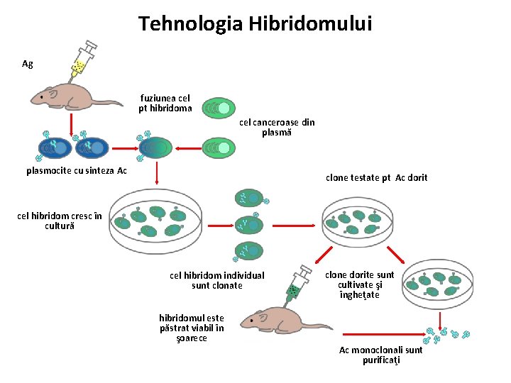 Tehnologia Hibridomului Ag fuziunea cel pt hibridoma cel canceroase din plasmă plasmocite cu sinteza
